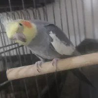 پرنده|پرنده|قشم, |دیوار