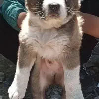 آلابای بااصالت نگهبان.. گله ای و..فی فقط سه|سگ|مشهد, ترمینال|دیوار