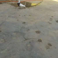 کبوتر طوقی کاکول پاپر|پرنده|مسجد سلیمان, |دیوار