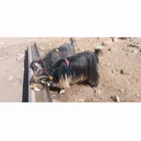 بز داشت