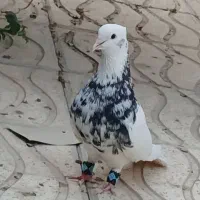 فروش انواع طوقی در همه رنگ