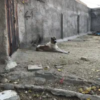 خراسانی افغانی سرابی