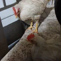 چهارعدد خروس