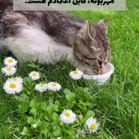 گربه پرشین پیدا شده