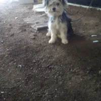 فروش سگ پاکوتاه|سگ|خرمدره, |دیوار