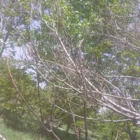 گردو نوراباد