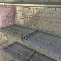 قفس ۸ خان غلامی