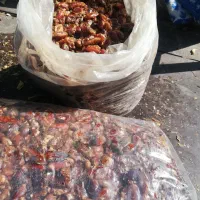 خرمای شاهانی