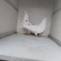 جوجه پرشی ساعتی بالا|پرنده|محمدشهر, محمدشهر|دیوار