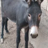 کره چی ماده