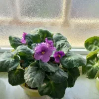 بنفشه افریقایی|گل و گیاه طبیعی|رشت, سعدی (تختی)|دیوار