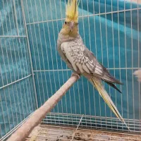 عروس تاج پرنسسی