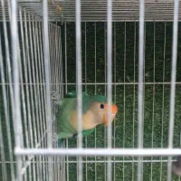 گمشده طوطی برزیلی
