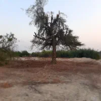 کشاورزی|خدمات باغبانی و درختکاری|بندرعباس, |دیوار