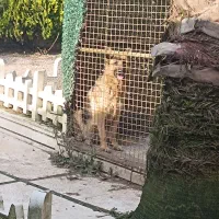 ژرمن وورک لاین