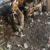 خروش محلی خوش خوراک|حیوانات مزرعه|مسجد سلیمان, |دیوار