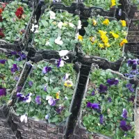 گل وگیاه اپارتمانی وباغچه ای