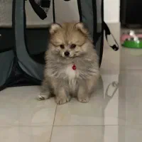 سگ پامرانین|سگ|قائمشهر, |دیوار