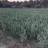 یونجه|خدمات باغبانی و درختکاری|کهنوج, |دیوار