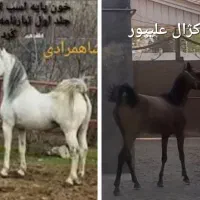مادیان کرد کره تهمتن شاهمرادی
