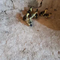 سلام ۷اوردک  برای فروش دارم