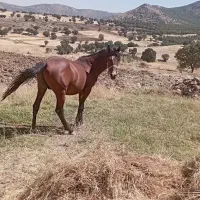 اسب|اسب و تجهیزات اسب‌سواری|نورآباد, |دیوار