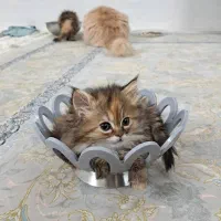 گربه پرشین|گربه|یزد, |دیوار