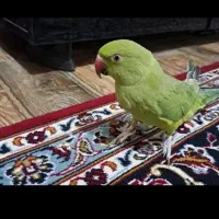 طوطی گمشده