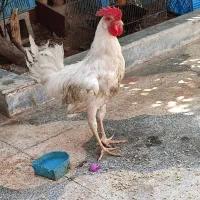 خروس سفید