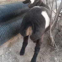 گوسفند (کاور)اصیل چینی|حیوانات مزرعه|گیلان غرب, |دیوار