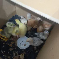 غاز و اردک.مرغ وخروس.جوجه برهما|حیوانات مزرعه|نگین شهر, |دیوار