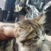 پرشین دوعدد واگذاری رایگان مکاننمین|گربه|اردبیل, |دیوار