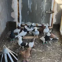 کفتر ساده سرخ طوقی زرد کرمانی پشت بال سیاه