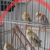 بچه عروس