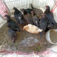 مرغ خروس زنده