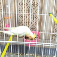 پرنده عروس هلندی|پرنده|اندیمشک, |دیوار