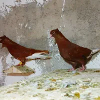 سرخ دومسفید نروماده