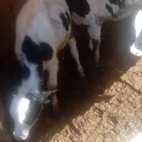 گوساله ۴ ماهه|حیوانات مزرعه|سبزوار, رباط|دیوار