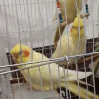 پرنده عروس هلندی