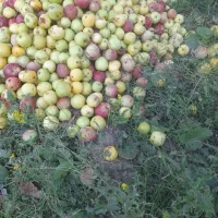 سیب پادرختی