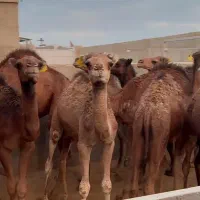 شتر
