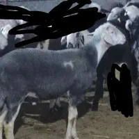 بره قوچ درجه یک