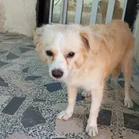 واگذاری سگ|سگ|جیرفت, |دیوار