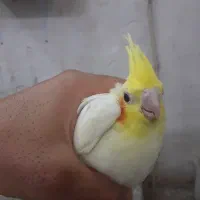 چند  عروس|پرنده|کاشان, دروازه فین|دیوار