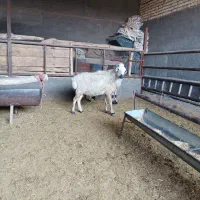 میش|حیوانات مزرعه|لنجان, |دیوار