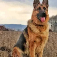 سگ ژرمن