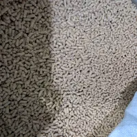 فروش دانه پارس|عمده‌فروشی|کلاله, |دیوار