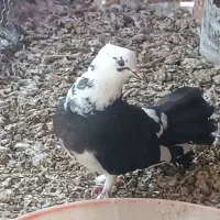 کبوتر دمچتری سینه لرزان|پرنده|ورزنه, |دیوار