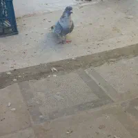 کبوتر جوجه گیری