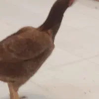 مرغ لاری|پرنده|کیاشهر, |دیوار